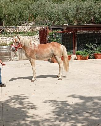 puledra haflinger femmina 