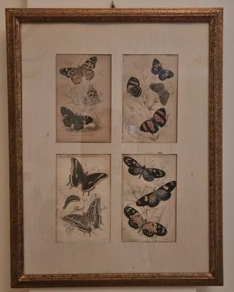 quadri con insetti e farfalle