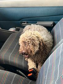 Lagotto romagnolo