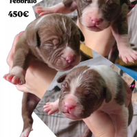 Cuccioli American Pitbull