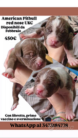 Cuccioli American Pitbull