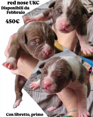 Cuccioli American Pitbull