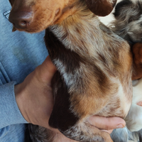 Bassotto kaninken Choco merle