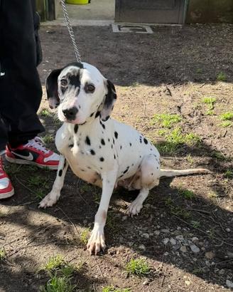 Dalmata femmina adulta adatta a famiglia