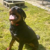 Cucciola di rottweiler con pedigree