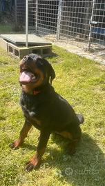 Cucciola di rottweiler con pedigree