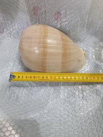 Conchiglia Melo-aethiopicus