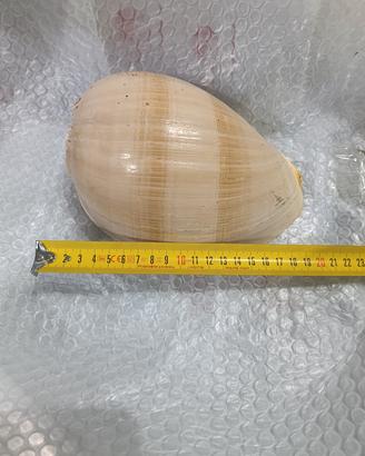 Conchiglia Melo-aethiopicus