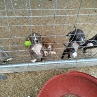 Cuccioli Amstaff Pitbull