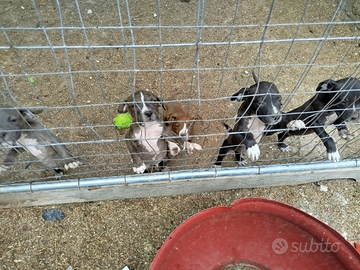 Cuccioli Amstaff Pitbull