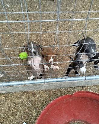 Cuccioli Amstaff Pitbull