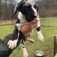 Alano cuccioli
