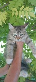 Gattini Siberiani ipoallergenici con pedigree