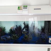 Acquario Askoll Pure XL bianco