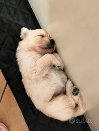 Cuccioli di Golden Retriever