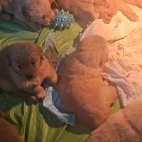 Cuccioli golden retriver