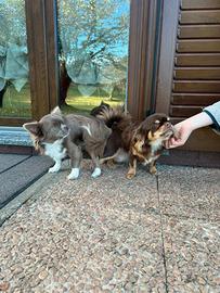 Maschio chihuahua lilac monta
