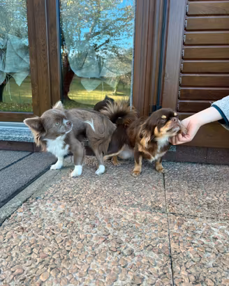 Maschio chihuahua lilac monta