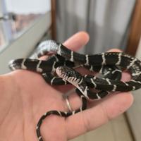 Boiga dendrophila axantic