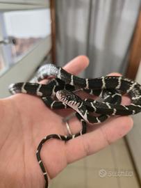 Boiga dendrophila axantic