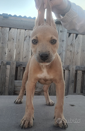 Pitbull ukc