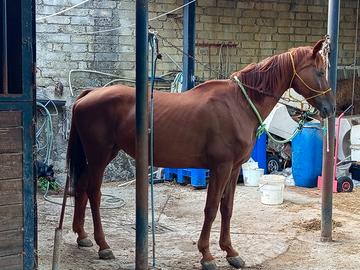 Cavalla s.i