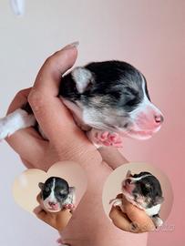 Corgi Pembroke cuccioli
