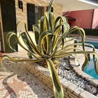 Agave Americana
