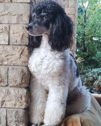 Barbone Nano Particolor disponibile per monta