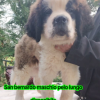 San bernardo cucciolo con pedigree
