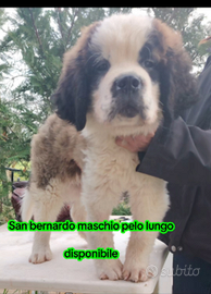 San bernardo cucciolo con pedigree