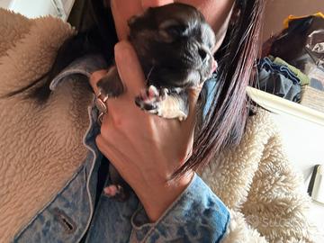 Chihuahua femmina