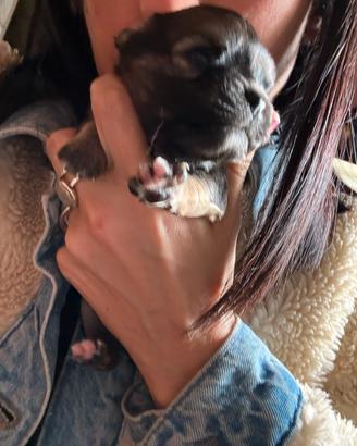 Chihuahua femmina