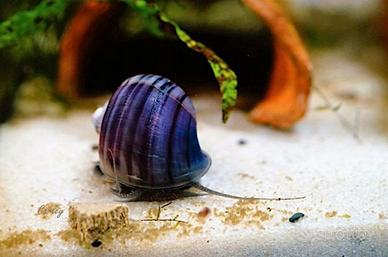 Pomacea bridgesii ampullaria viola lumaca acquario