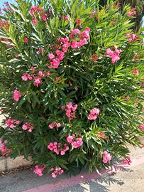 Piante di oleandro in vaso