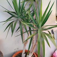 PIANTA YUCCA