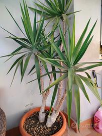 PIANTA YUCCA