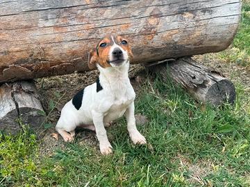 Jack Russell