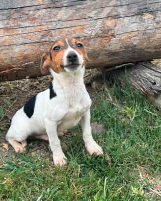 Jack Russell