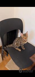 Cuccioli bengala
