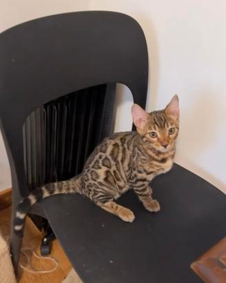 Cuccioli bengala