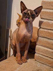Sphynx