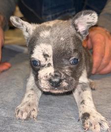 Maschietti bulldog francese blu e blu merle