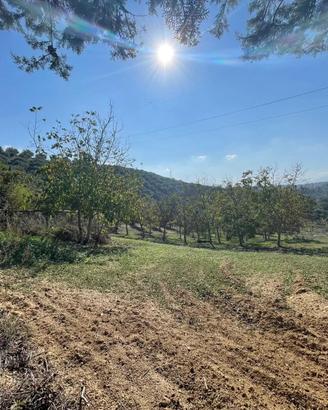 TERRENO AGRICOLO