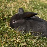 Cucciolo coniglio ariete nano