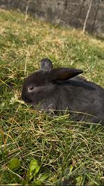 Cucciolo coniglio ariete nano
