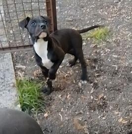 Pitbull