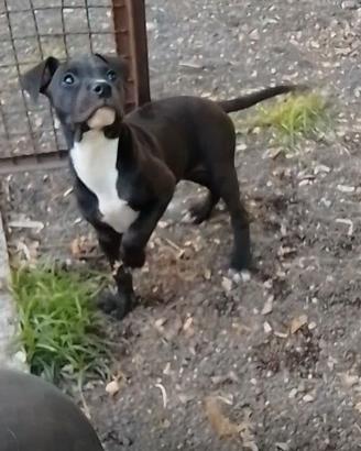 Pitbull