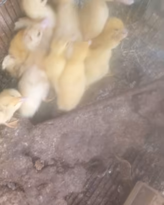 Anatroccoli occhette e pulcini
