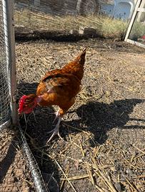 1 Gallo Moroseta , 2 galline o Galli di 4-5 mesi